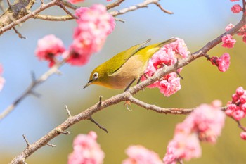 メジロ 石ケ谷公園 2024年3月15日(金)