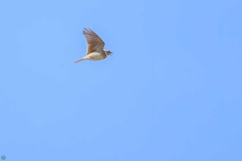 Eurasian Skylark 利根川 Sat, 2/24/2024