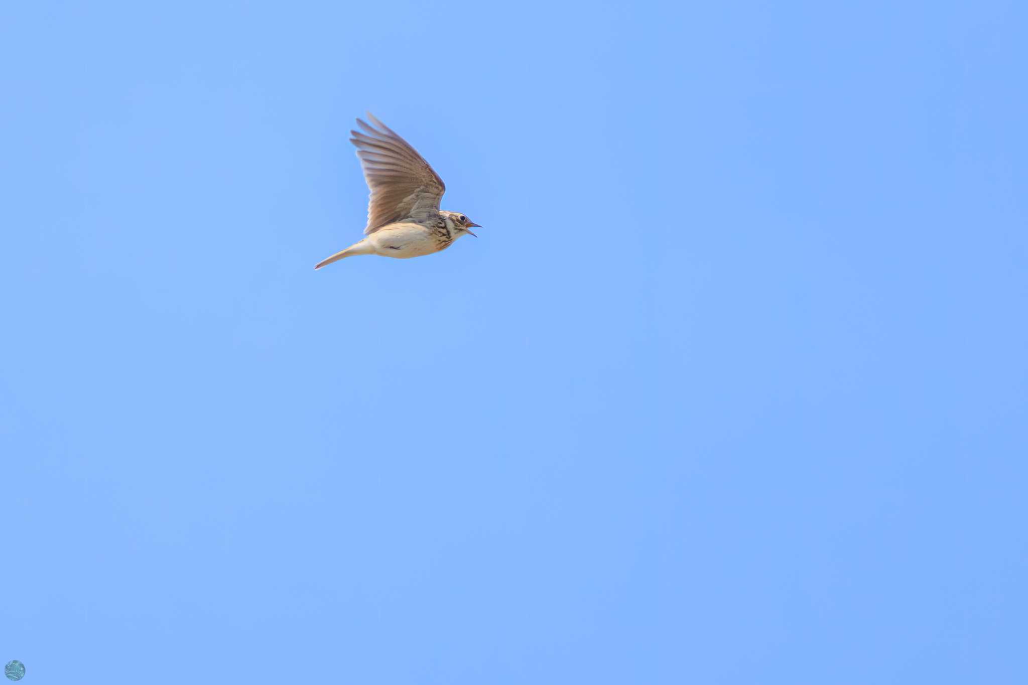 Photo of Eurasian Skylark at 利根川 by d3_plus