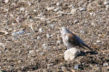 Fieldfare 利根川 Sat, 2/24/2024