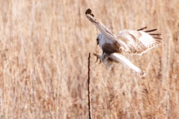 Rough-legged Buzzard 利根川 Sat, 2/24/2024