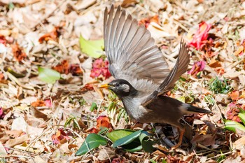 White-cheeked Starling Mitsuike Park Wed, 3/20/2024