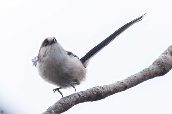 Long-tailed Tit Mitsuike Park Wed, 3/20/2024