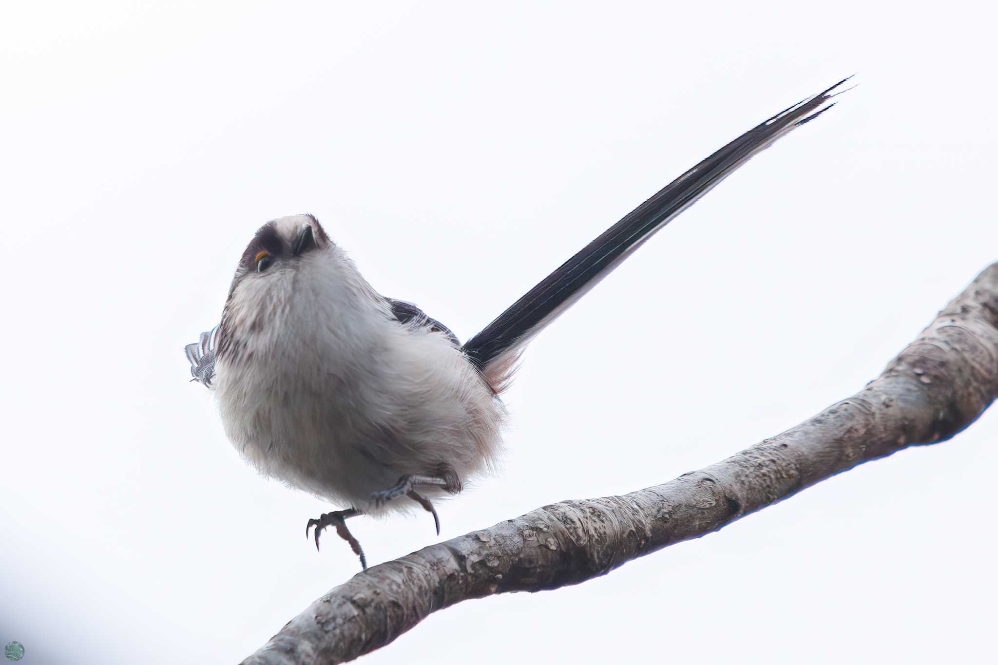 Photo of Long-tailed Tit at Mitsuike Park by d3_plus