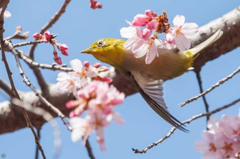 Warbling White-eye Mitsuike Park Wed, 3/20/2024