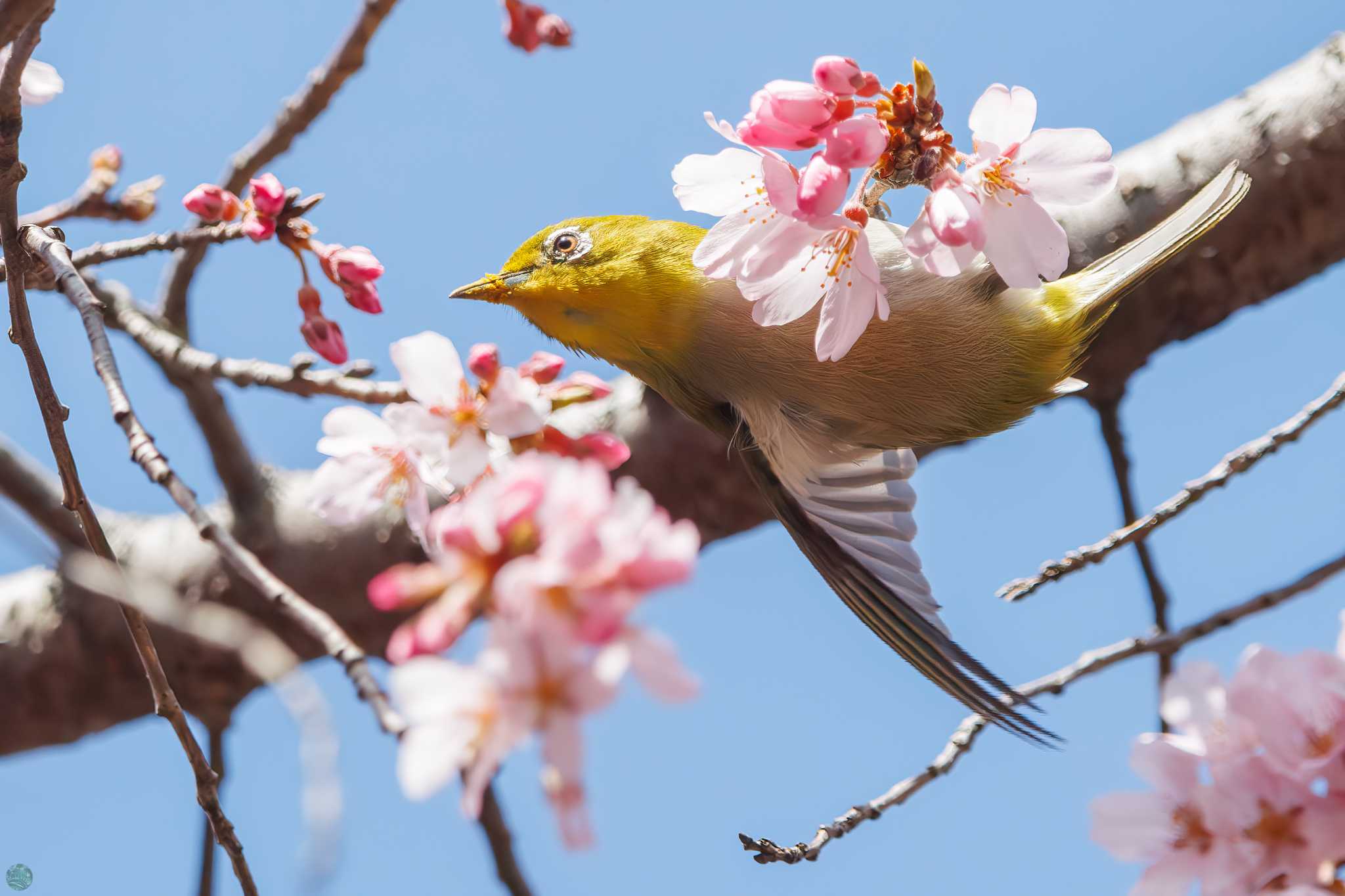 Photo of Warbling White-eye at Mitsuike Park by d3_plus