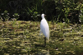 Great Egret 新治市民の森 Mon, 4/15/2024