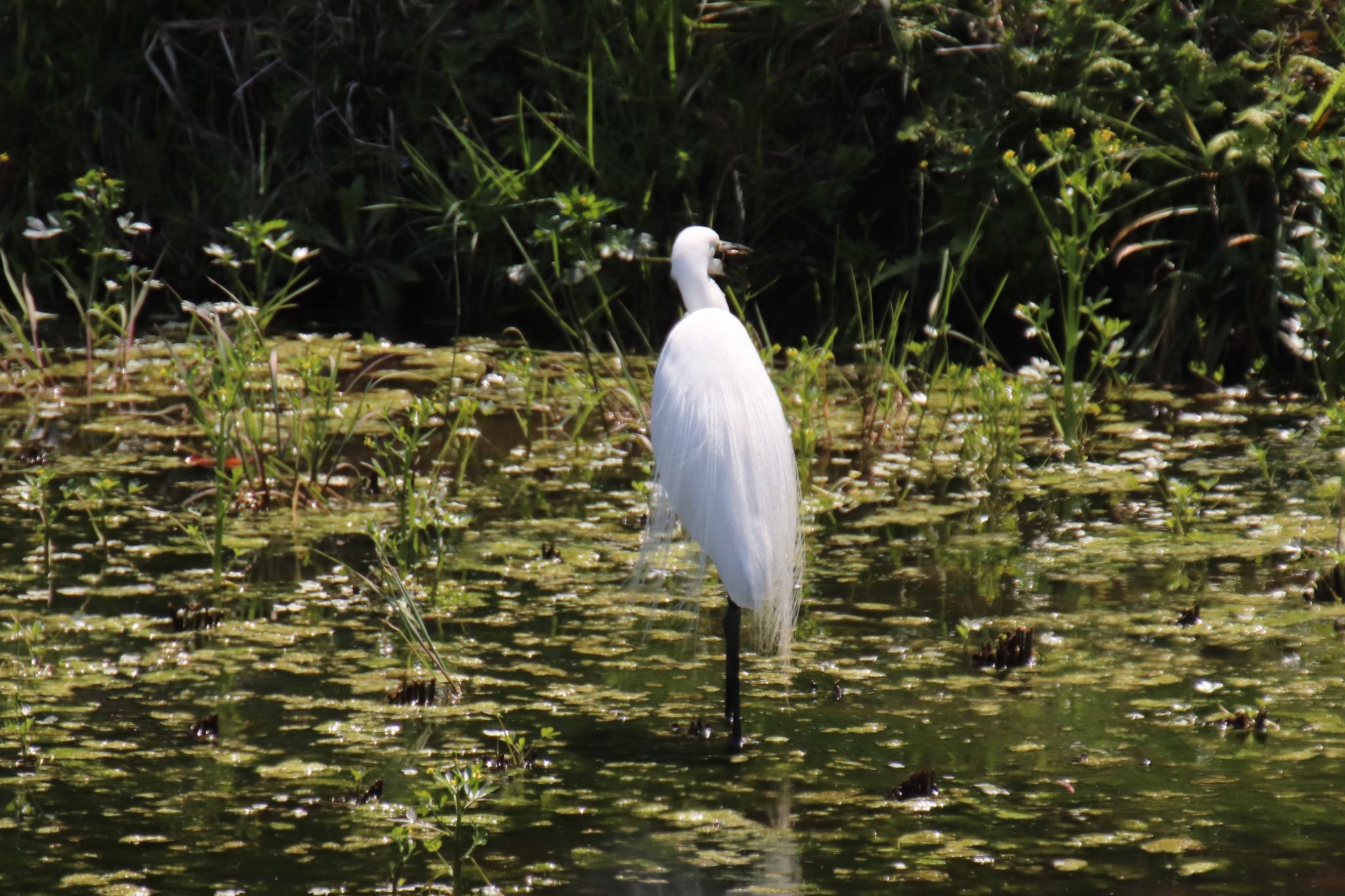 Photo of Great Egret at 新治市民の森 by Jiateng 三保