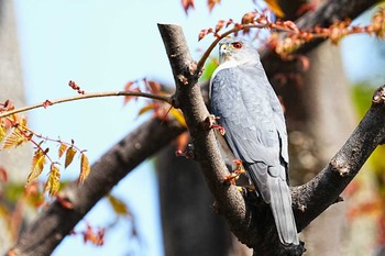 ツミ 埼玉県 2024年4月14日(日)