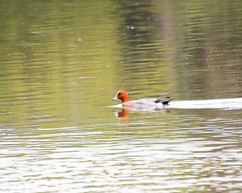 Eurasian Wigeon Oizumi Ryokuchi Park Thu, 4/11/2024