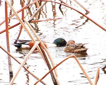 Northern Shoveler Oizumi Ryokuchi Park Thu, 4/11/2024