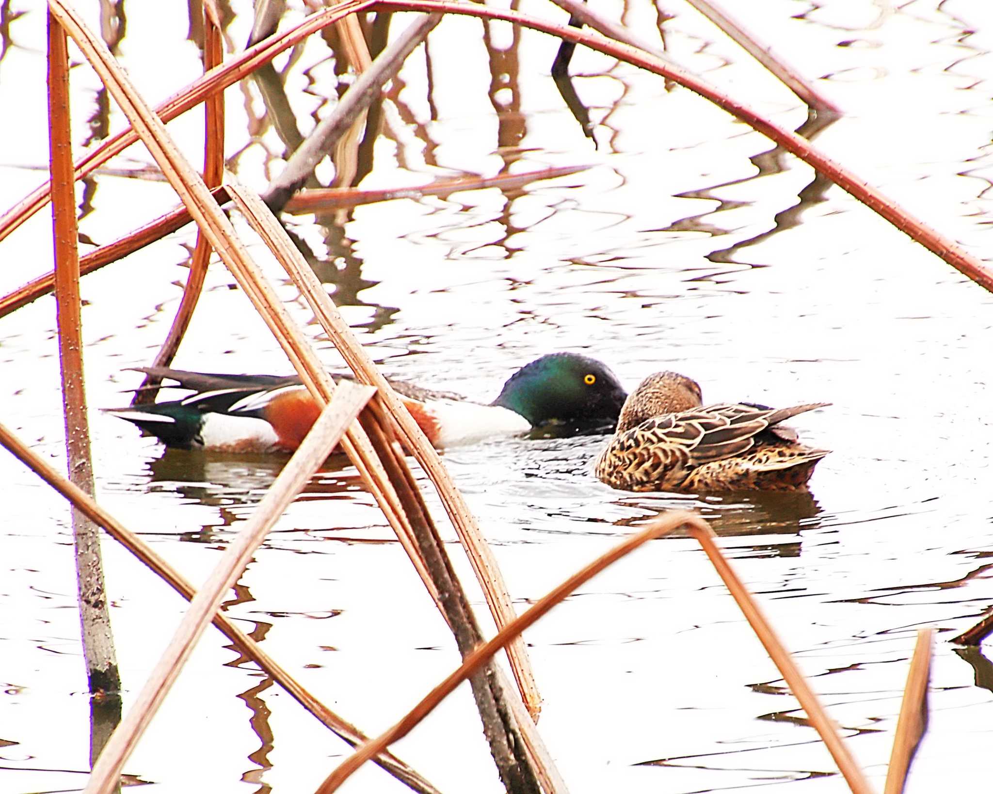 Photo of Northern Shoveler at Oizumi Ryokuchi Park by Ken Mimura