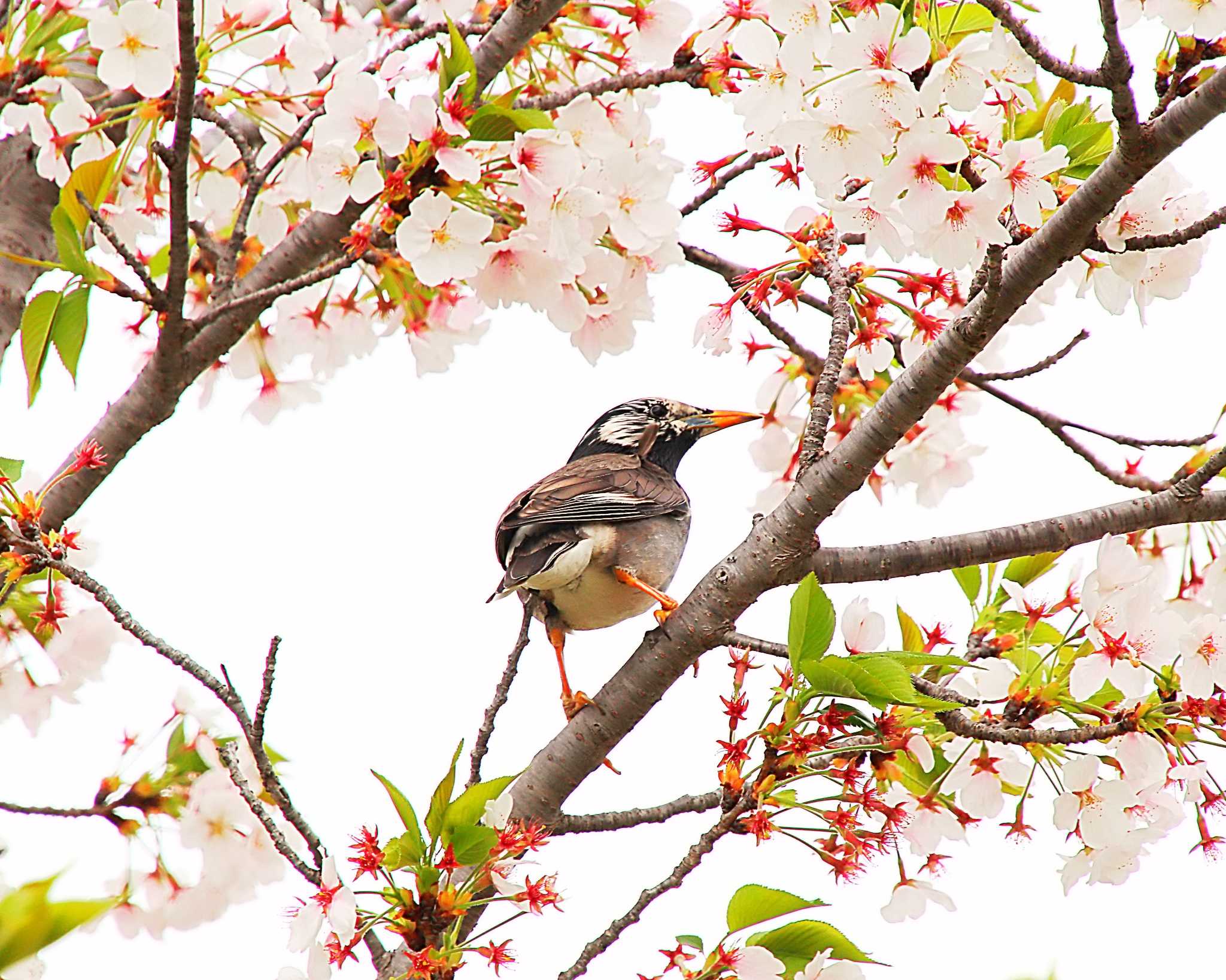 Photo of White-cheeked Starling at Oizumi Ryokuchi Park by Ken Mimura