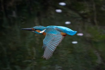 Common Kingfisher 東京都 Mon, 4/8/2024