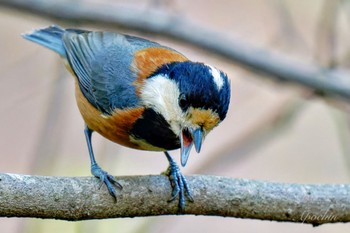 Varied Tit 日向渓谷 Sun, 4/14/2024