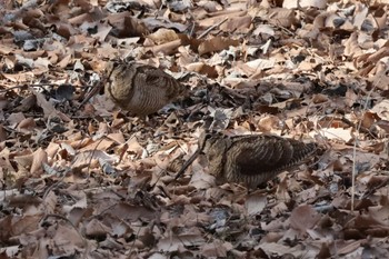 Eurasian Woodcock Maioka Park Sat, 1/27/2024