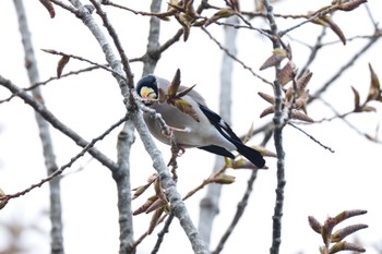 Japanese Grosbeak Saitama Prefecture Forest Park Sun, 4/7/2024