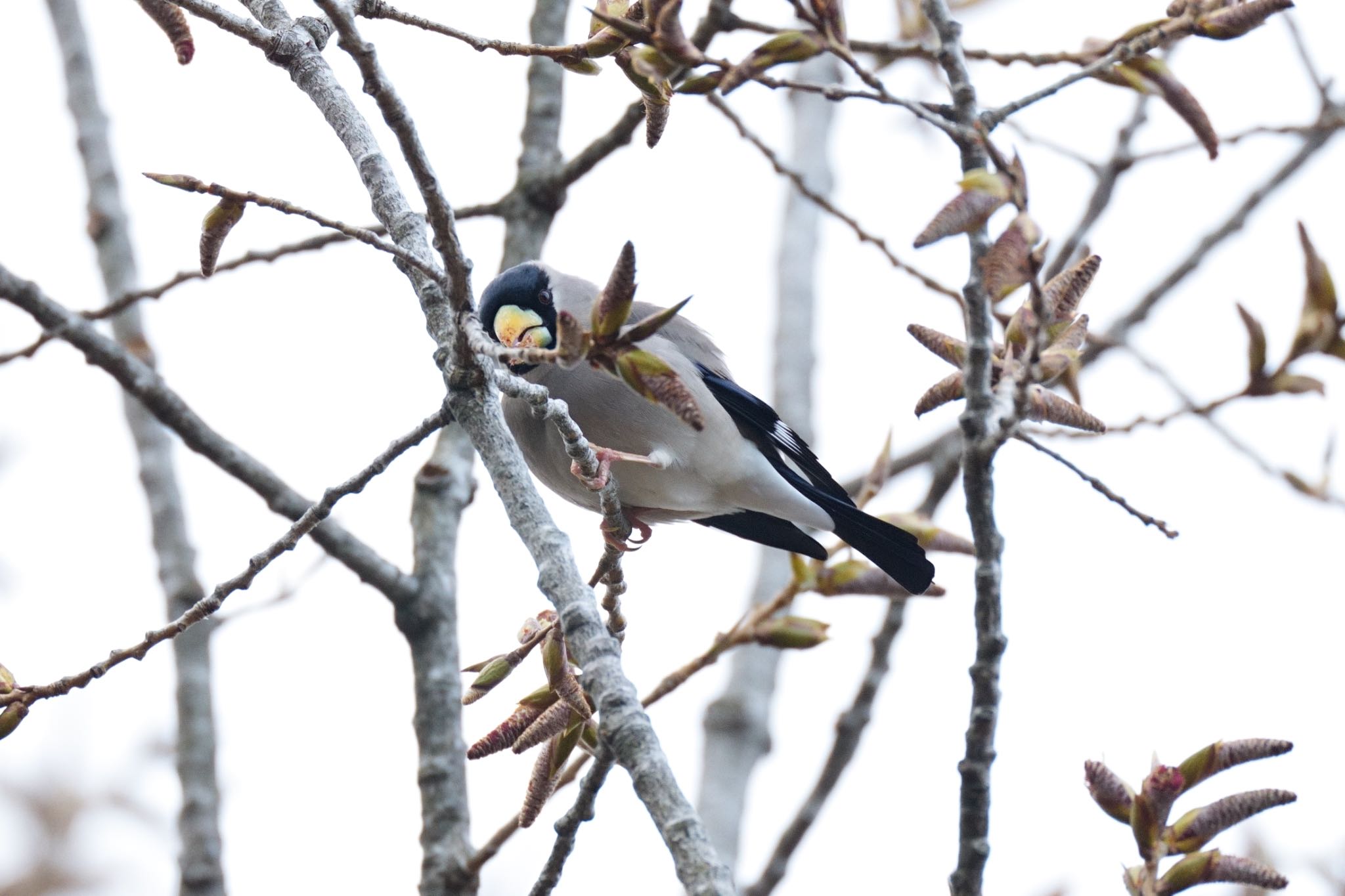 Photo of Japanese Grosbeak at Saitama Prefecture Forest Park by アカウント5227