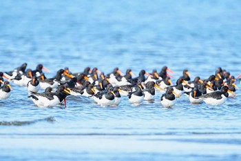 ミヤコドリ ふなばし三番瀬海浜公園 2024年4月13日(土)