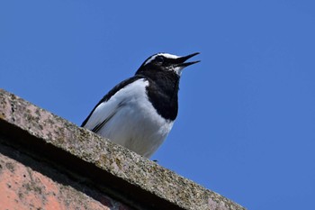 Japanese Wagtail 布目ダム Sat, 4/13/2024