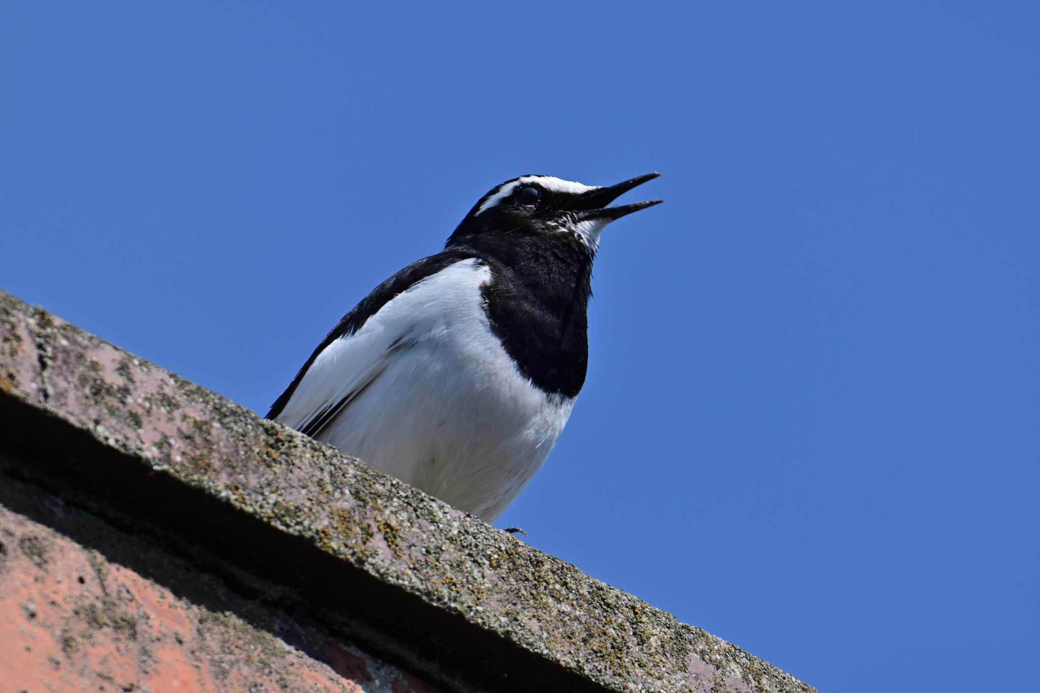 Japanese Wagtail