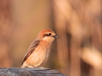 Bull-headed Shrike 北海道函館市志海苔町 Sun, 4/14/2024