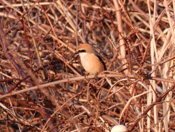 Bull-headed Shrike 北海道函館市志海苔町 Sun, 4/14/2024