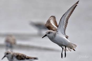 Sanderling Sambanze Tideland Sat, 4/13/2024