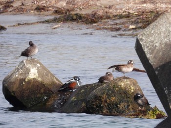 Harlequin Duck 北海道函館市志海苔町 Tue, 4/16/2024