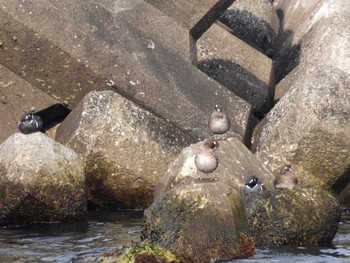 Harlequin Duck 北海道函館市志海苔町 Tue, 4/16/2024