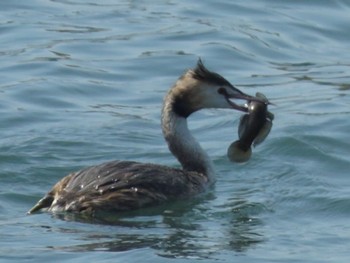 Great Crested Grebe Sambanze Tideland Sun, 4/14/2024