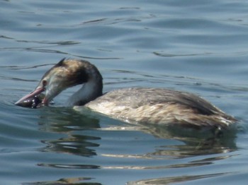 カンムリカイツブリ ふなばし三番瀬海浜公園 2024年4月14日(日)