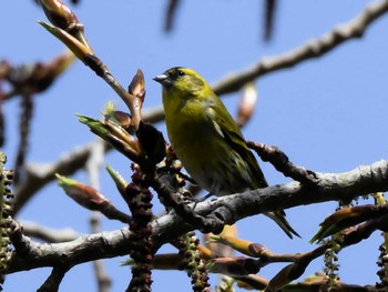 Eurasian Siskin 近所の公園 Tue, 4/16/2024