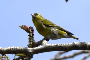 マヒワ 近所の公園 2024年4月16日(火)