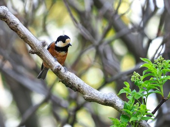 Varied Tit Yoyogi Park Mon, 4/15/2024