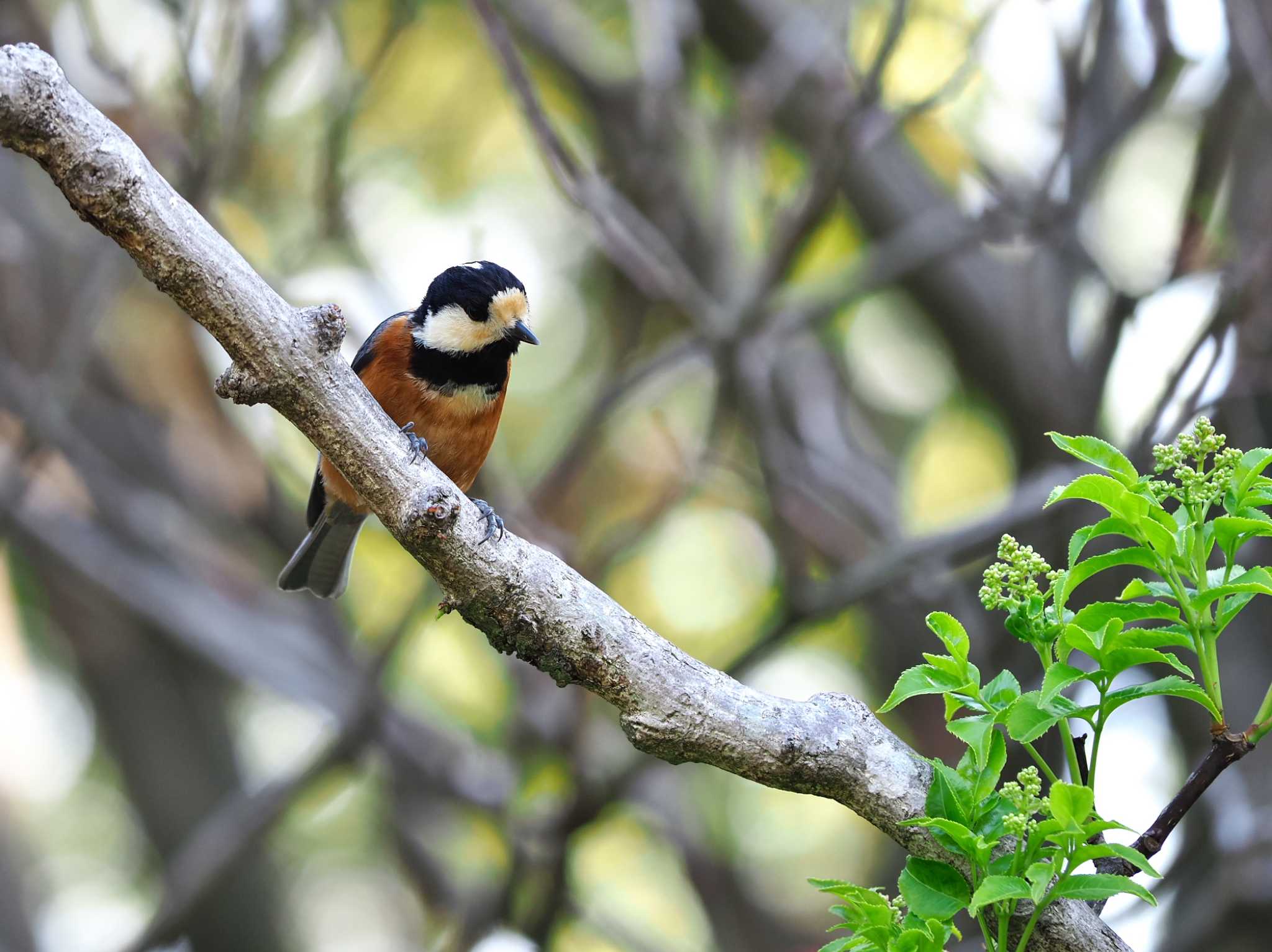 Photo of Varied Tit at Yoyogi Park by y-kuni