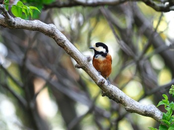 Varied Tit Yoyogi Park Mon, 4/15/2024