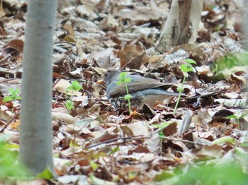 Japanese Thrush 豊中公園 Tue, 4/16/2024