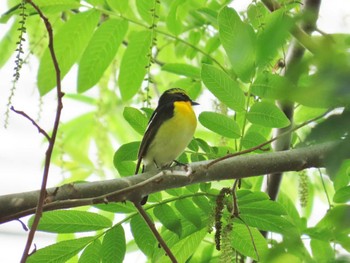 Narcissus Flycatcher 豊中公園 Tue, 4/16/2024