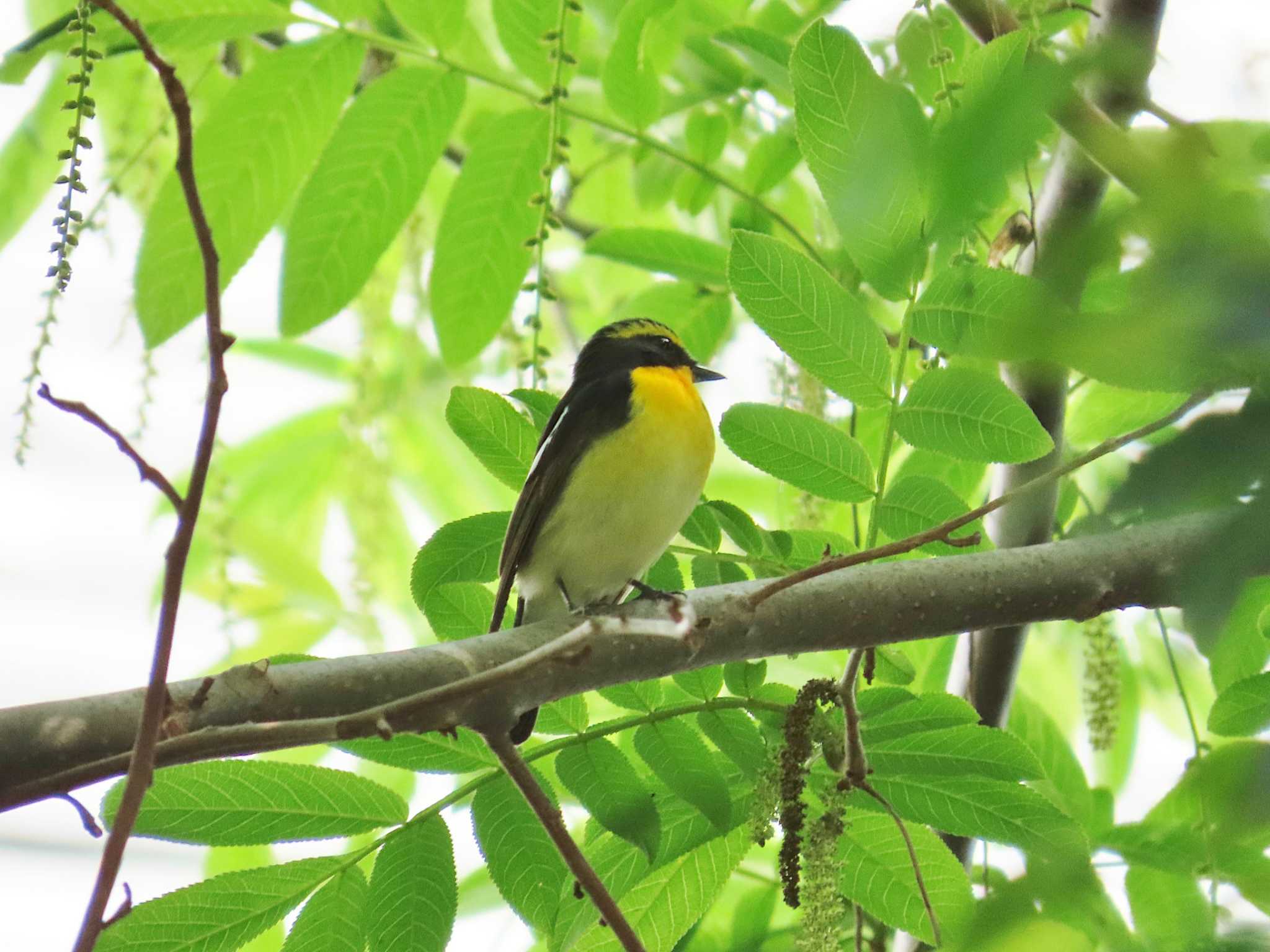 Photo of Narcissus Flycatcher at 豊中公園 by Toshihiro Yamaguchi