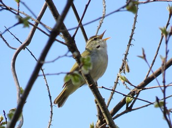 Eastern Crowned Warbler Hayatogawa Forest Road Thu, 4/11/2024