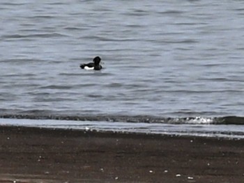 Tufted Duck 熊本新港 Tue, 4/16/2024