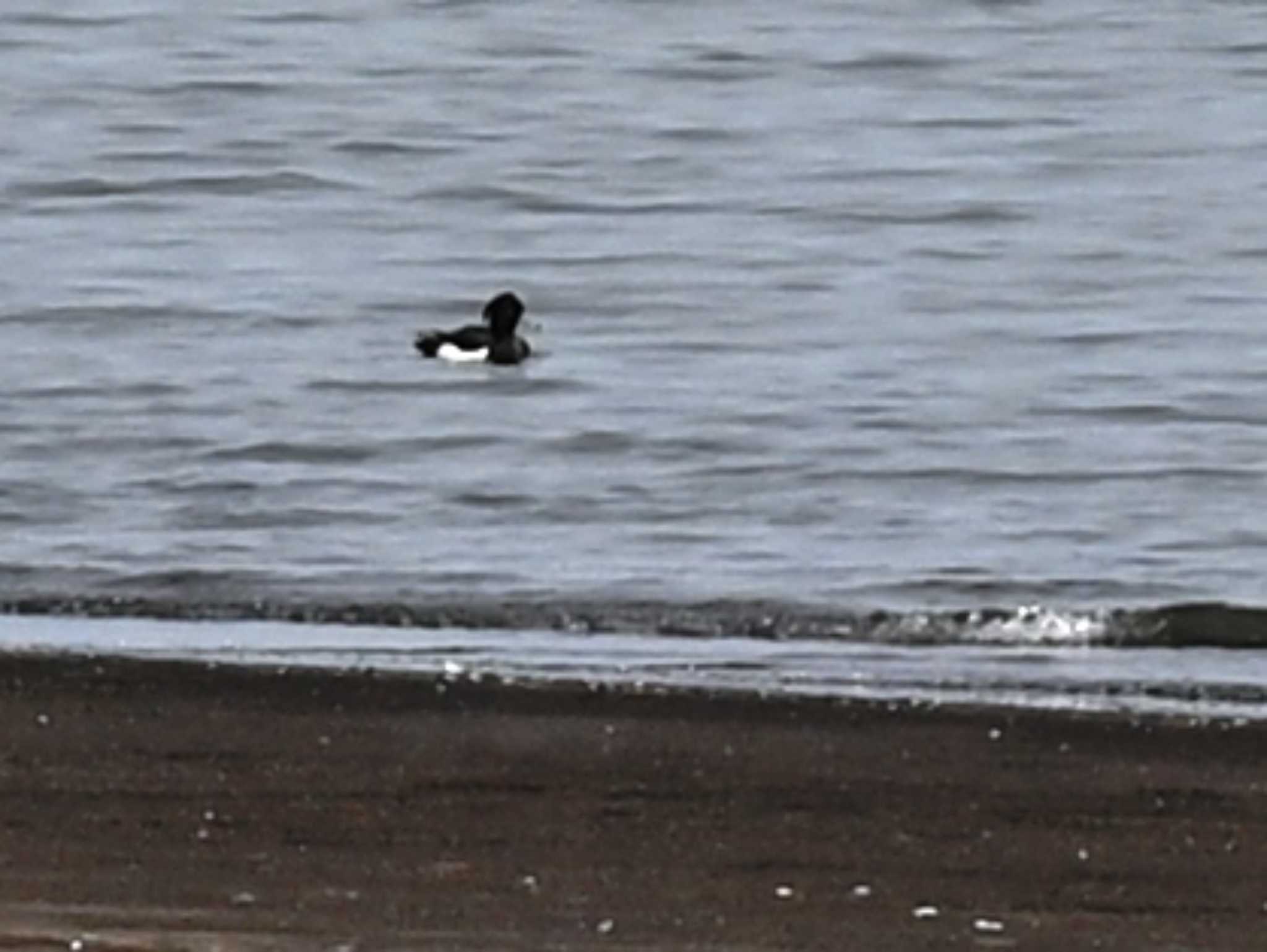 Photo of Tufted Duck at 熊本新港 by jo6ehm