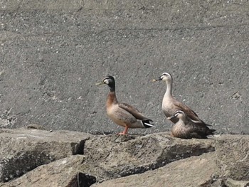 Eastern Spot-billed Duck 熊本新港 Tue, 4/16/2024