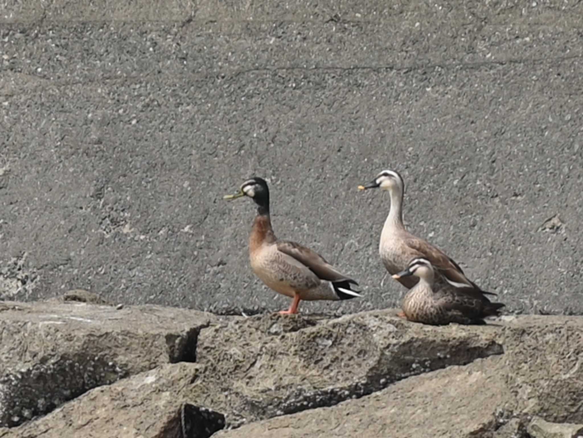 Photo of Eastern Spot-billed Duck at 熊本新港 by jo6ehm