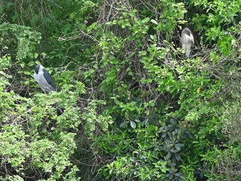 Black-crowned Night Heron 熊本新港 Tue, 4/16/2024