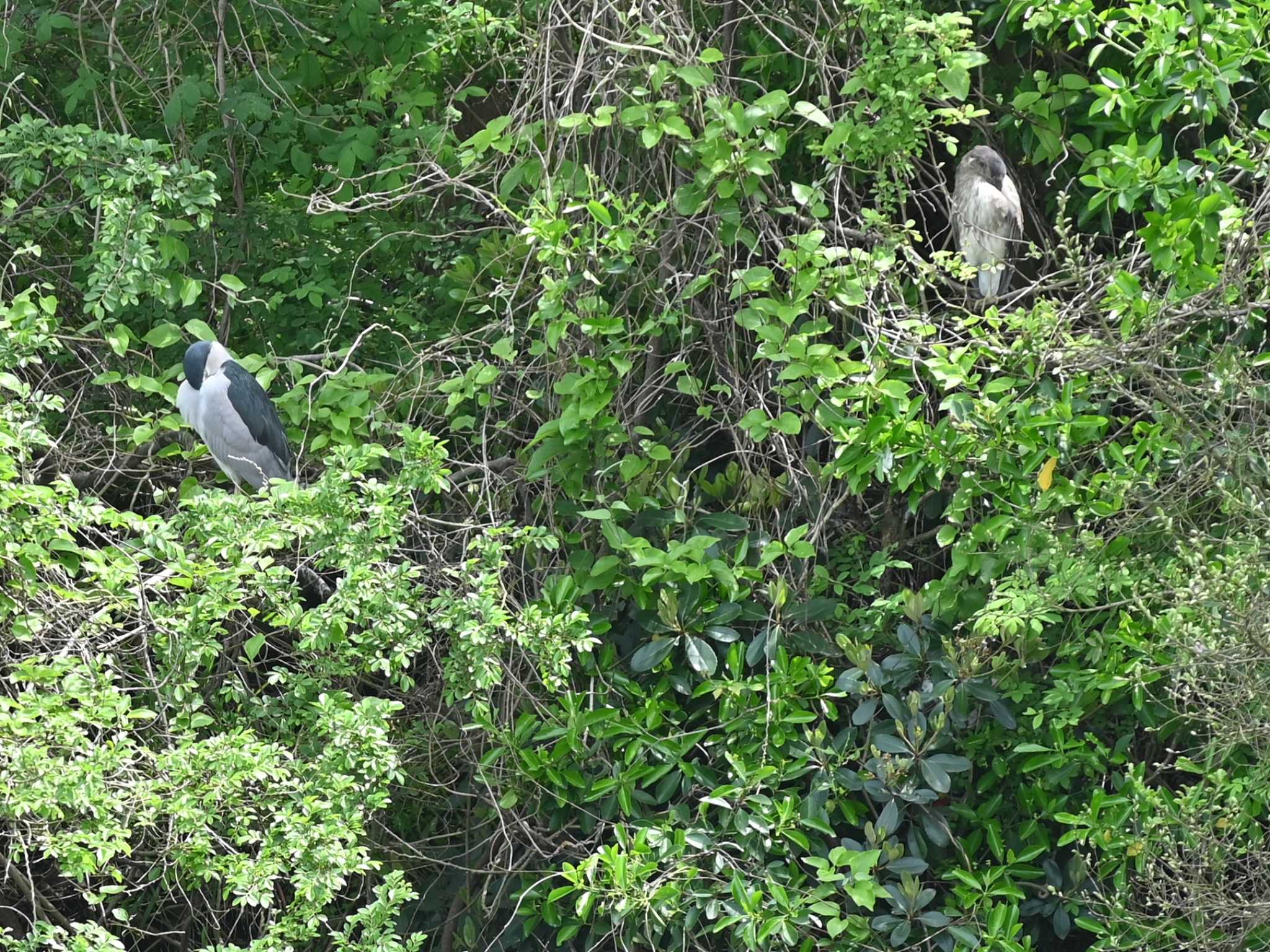 Photo of Black-crowned Night Heron at 熊本新港 by jo6ehm