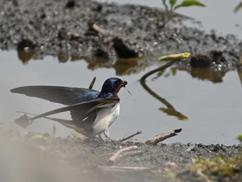 Barn Swallow 熊本新港 Tue, 4/16/2024