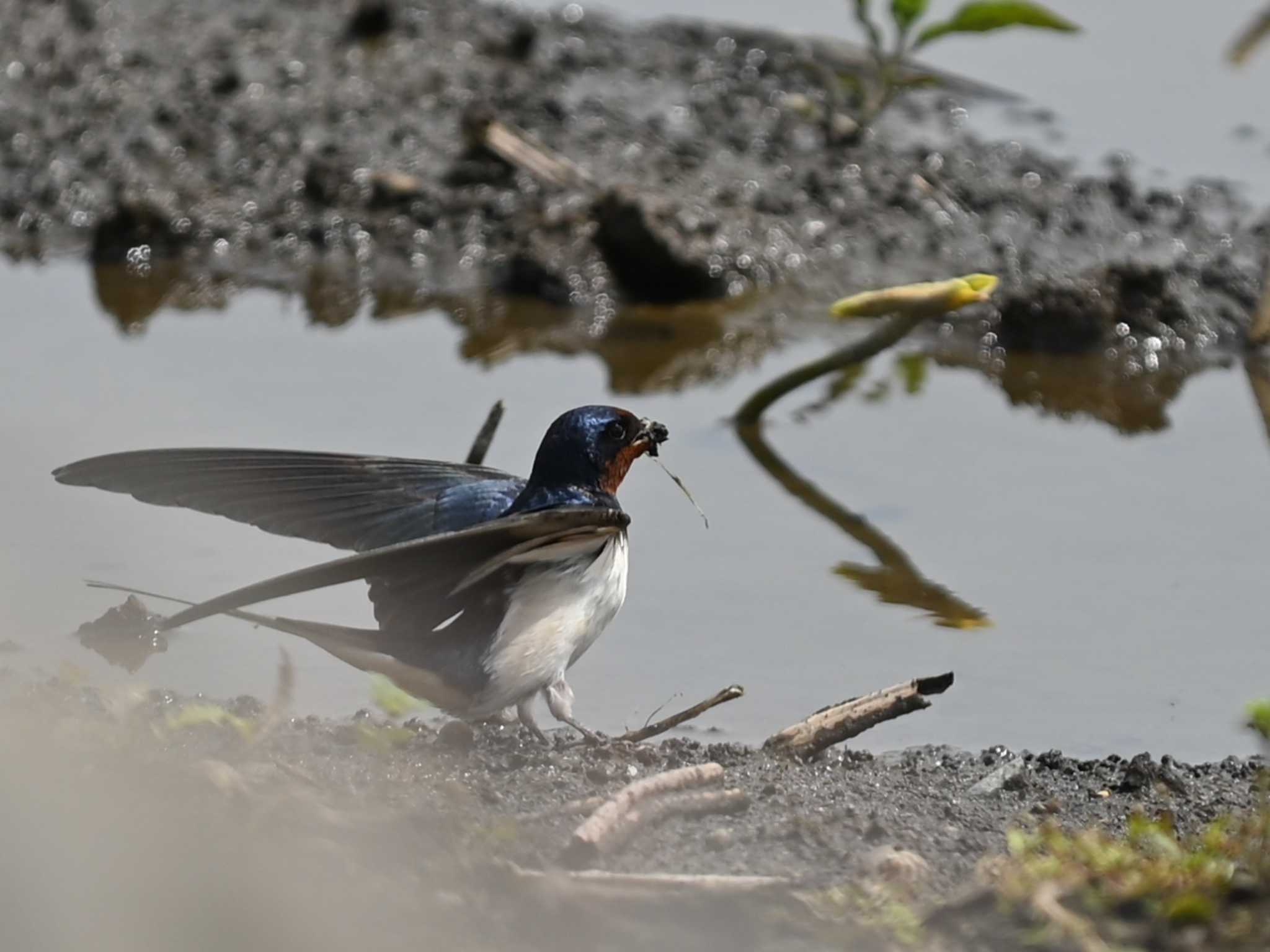 Barn Swallow