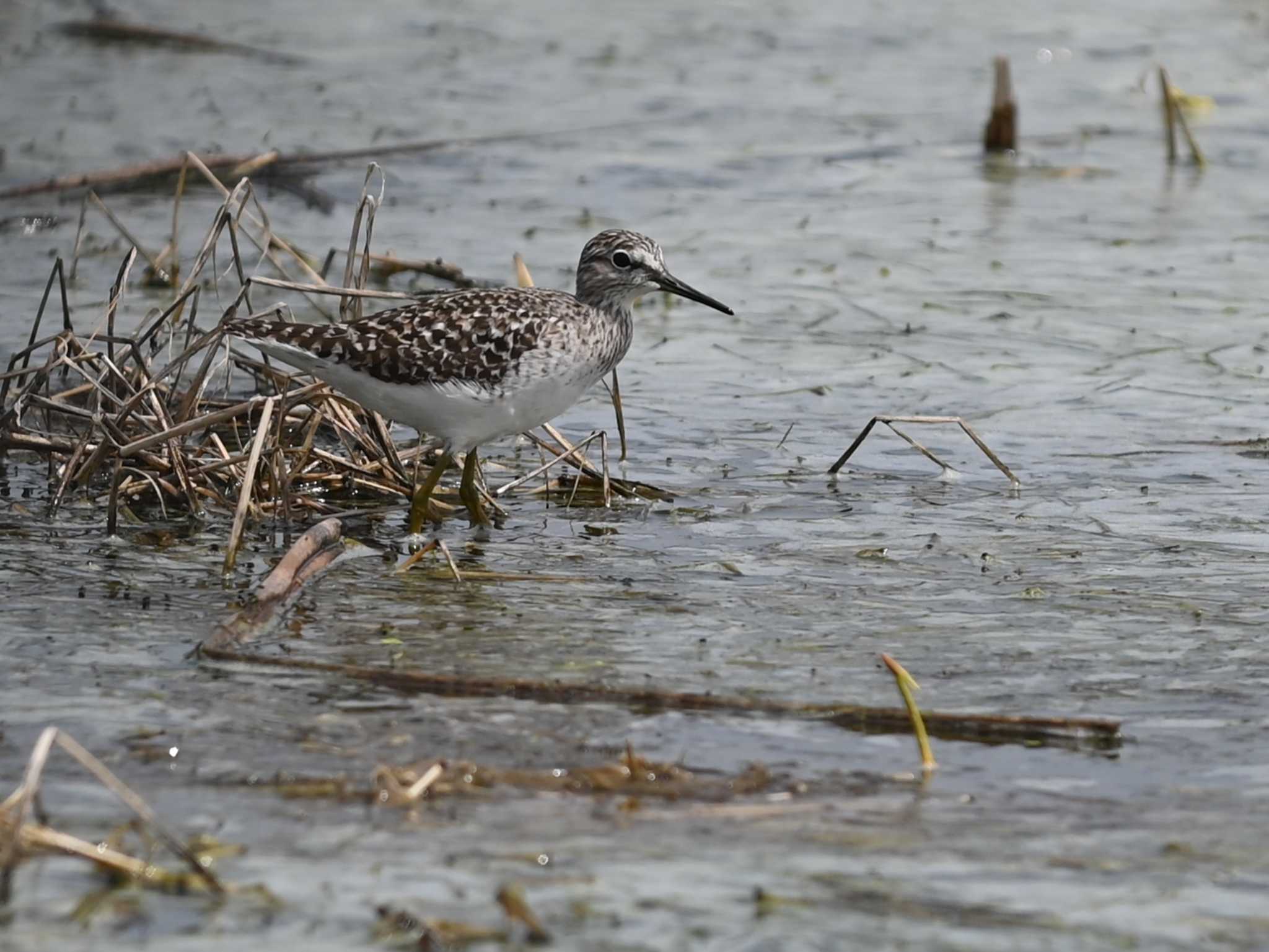 Common Greenshank